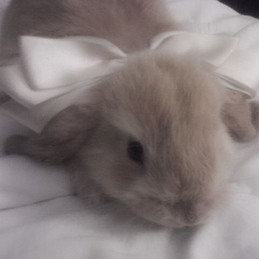 Meet your Posher, Grace__